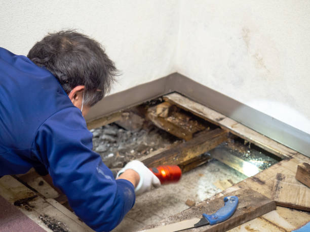 Best Mold Testing and Inspection Services in Tarpey Village, CA
