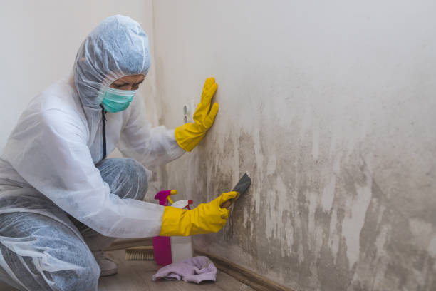 Best Post-Flood Mold Remediation in Tarpey Village, CA