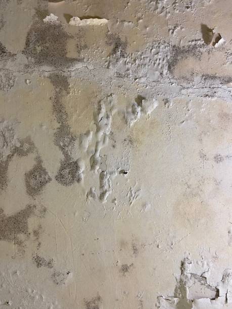Best Health and Safety Mold Remediation in Tarpey Village, CA